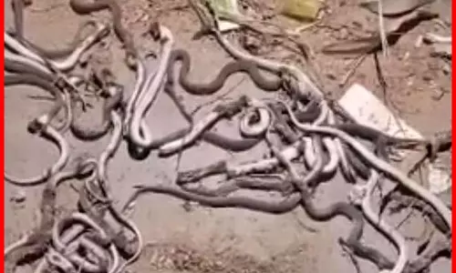 घर से 50 से ज्यादा सांप निकले, बना सांपों का फेवरेट अड्डा, जानें कितने खतरनाक घर से 50 से ज्यादा सांप निकले, बना सांपों का फेवरेट अड्डा, जानें कितने खतरनाक