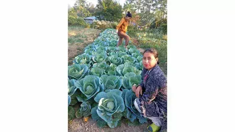 Nagaland : संघर्ष से सफलता तक पेरेन में प्याज और गोभी की खेती से किसान ने बदली जिंदगी