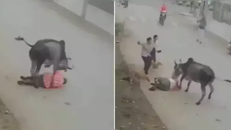 राह चलते युवक पर बुरी तरह टूट पड़ा सांड, देखे VIDEO राह चलते युवक पर बुरी तरह टूट पड़ा सांड, देखे VIDEO