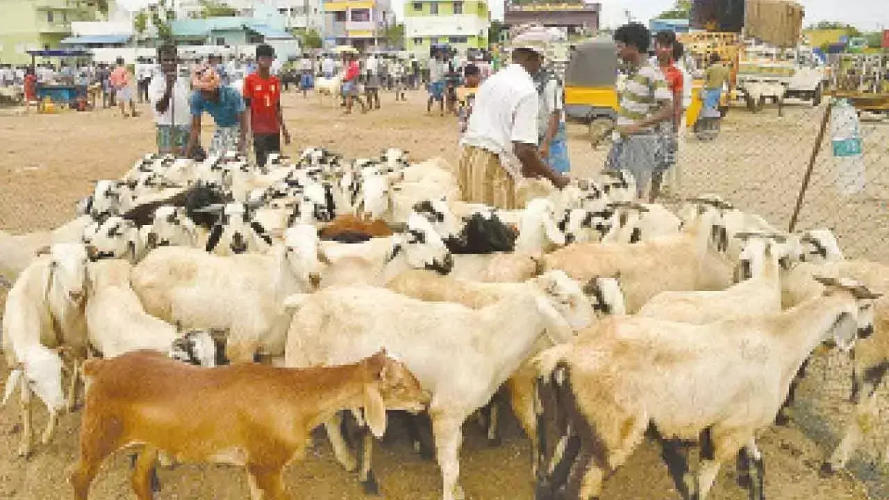 Telangana: बकरीद से पहले भेड़ों की कीमतों में तेज उछाल Telangana: बकरीद से पहले भेड़ों की कीमतों में तेज उछाल