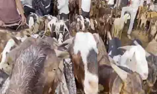 Eid-ul-Azha: त्यौहार से पहले अजमेर के बाजार में रौनक, बकरों की कीमत 2 लाख रुपये तक