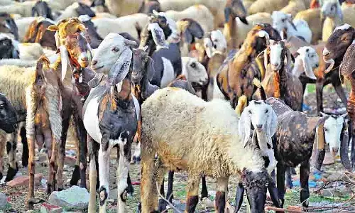 Hyderabad में बकरीद की कुर्बानी डिजिटल हुई, परिवारों ने ऑनलाइन कुर्बानी का विकल्प चुना Hyderabad में बकरीद की कुर्बानी डिजिटल हुई, परिवारों ने ऑनलाइन कुर्बानी का विकल्प चुना
