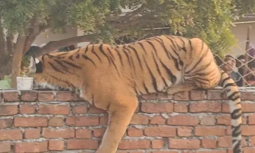 उत्तर प्रदेश में बाघ हमले से बढ़ी चिंताएं