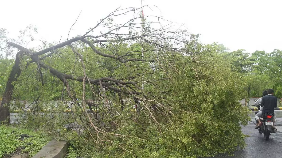 ठाणे सिंचाई विभाग ने उल्हास नदी के किनारे अवैध कंक्रीटीकरण और पेड़ों की कटाई को लेकर UMC की आलोचना की ठाणे सिंचाई विभाग ने उल्हास नदी के किनारे अवैध कंक्रीटीकरण और पेड़ों की कटाई को लेकर UMC की आलोचना की