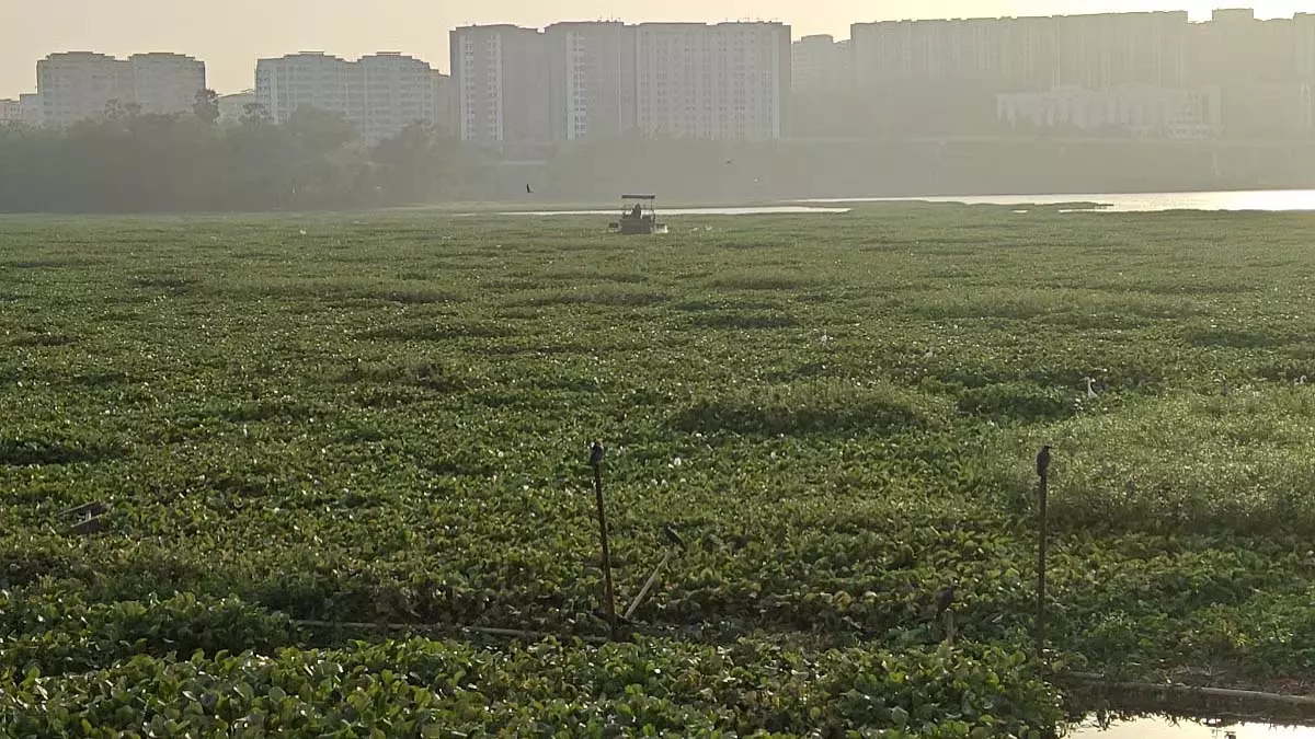 Mumbai : पवई निवासी झील के चारों ओर मानव श्रृंखला बनाएंगे Mumbai : पवई निवासी झील के चारों ओर मानव श्रृंखला बनाएंगे