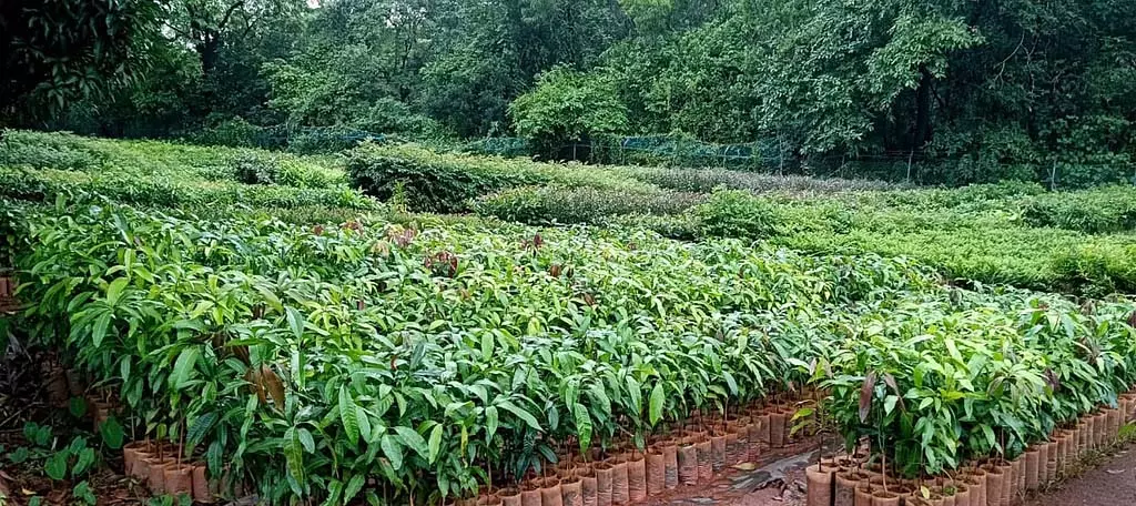 विश्व पर्यावरण दिवस: पौधे लगाने वालों को करोड़ों की धनराशि विश्व पर्यावरण दिवस: पौधे लगाने वालों को करोड़ों की धनराशि