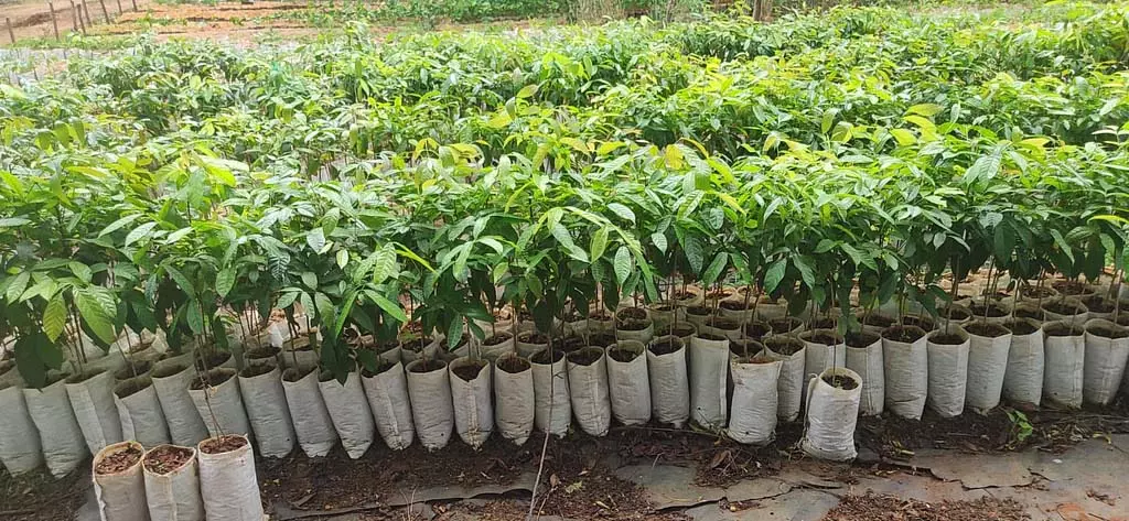 वनरोपण: 34 हजार पौधे लगाने की तैयारी वनरोपण: 34 हजार पौधे लगाने की तैयारी