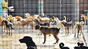चेन्नई हवाई अड्डे पर आवारा कुत्तों के कल्याण के लिए केंद्र स्थापित चेन्नई हवाई अड्डे पर आवारा कुत्तों के कल्याण के लिए केंद्र स्थापित