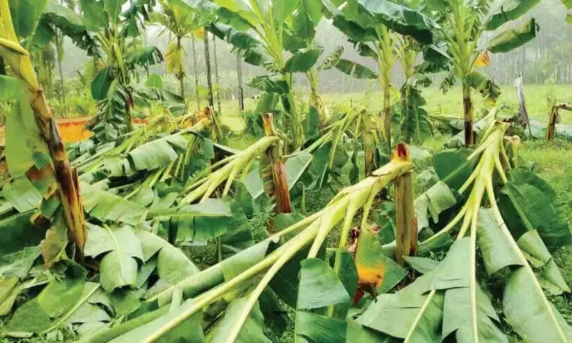 Kerala : गर्मी की बारिश और मानसून की शुरुआत में किसानों को 31.58 करोड़ का नुकसान Kerala : गर्मी की बारिश और मानसून की शुरुआत में किसानों को 31.58 करोड़ का नुकसान