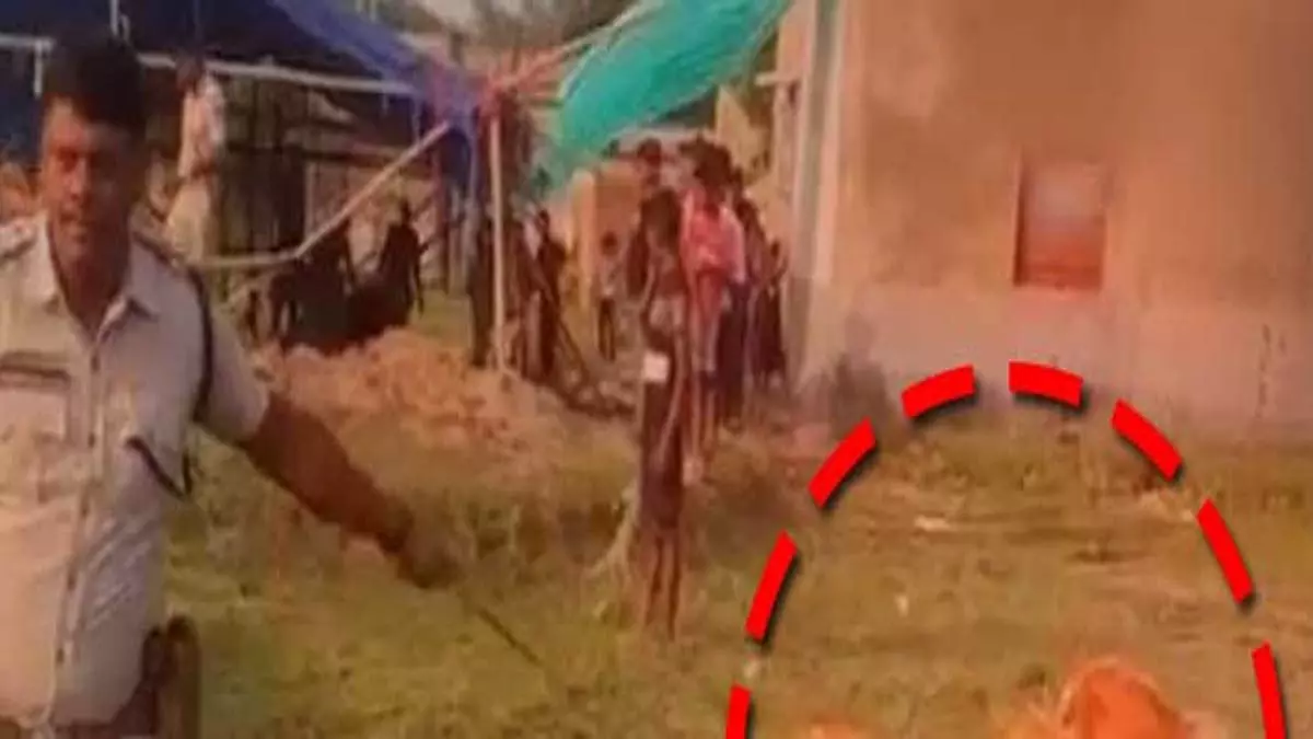 मयूरभंज में तस्करों से 280 से अधिक बछड़ों को बचाया गया मयूरभंज में तस्करों से 280 से अधिक बछड़ों को बचाया गया