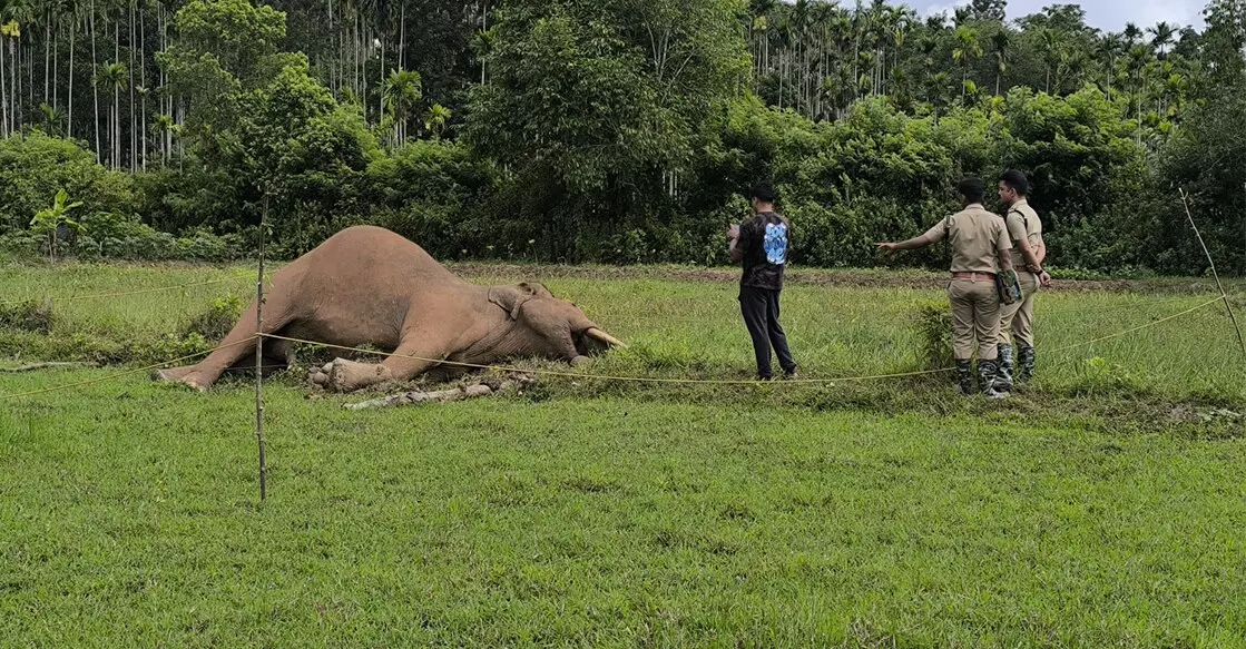 Wayanad में बिजली की बाड़ के पास जंगली हाथी का शव मिला Wayanad में बिजली की बाड़ के पास जंगली हाथी का शव मिला