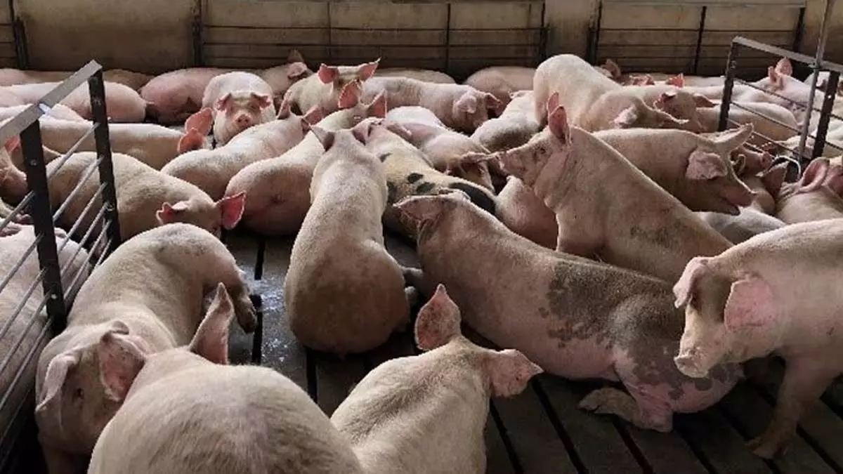 Morigaon गांव में अफ्रीकी स्वाइन फीवर का प्रकोप घोषित Morigaon गांव में अफ्रीकी स्वाइन फीवर का प्रकोप घोषित