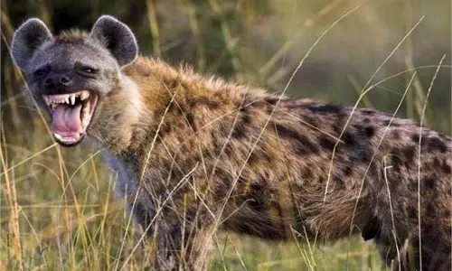 MP News: जंगली जानवरों का आतंक, घरों में दुबके लोग, अब तक 6 लोगों की मौत