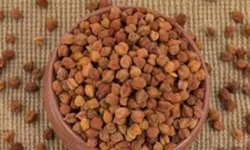 Lifestyle: भिगोकर या अंकुरित करके, किस तरह से खाना है काले चने ज्यादा फायदेमंद