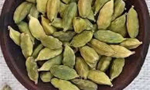 Health: सुबह खाली पेट हरी इलायची खाना कैसे फायदेमंद है, एक्सपर्ट से जानें Health: सुबह खाली पेट हरी इलायची खाना कैसे फायदेमंद है, एक्सपर्ट से जानें
