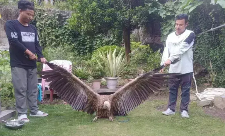 Arunachal: पश्चिम कामेंग में दुर्लभ हिमालयन ग्रिफ़ॉन गिद्ध को बचाया गया