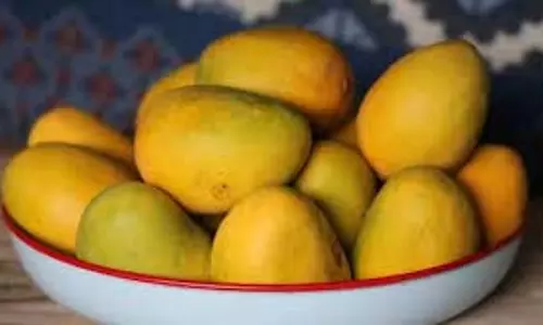 Lifestyle: गर्मियों में आम के साथ न करें इन चीजों का सेवन, सेहत को हो सकता है बड़ा नुकसान Lifestyle: गर्मियों में आम के साथ न करें इन चीजों का सेवन, सेहत को हो सकता है बड़ा नुकसान