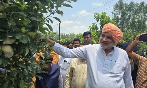 Karnal के किसान ने मैदानी इलाकों में की सेब की खेती, कृषि मंत्री ने की तारीफ Karnal के किसान ने मैदानी इलाकों में की सेब की खेती, कृषि मंत्री ने की तारीफ