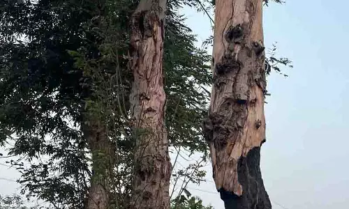 Punjab: प्रयासों के बावजूद पंजाब का हरित क्षेत्र घट रहा Punjab: प्रयासों के बावजूद पंजाब का हरित क्षेत्र घट रहा