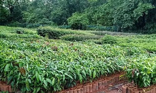 विश्व पर्यावरण दिवस: पौधे लगाने वालों को करोड़ों की धनराशि