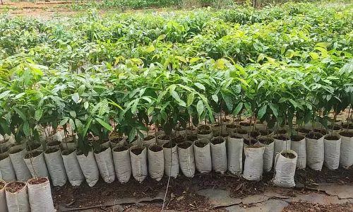 वनरोपण: 34 हजार पौधे लगाने की तैयारी