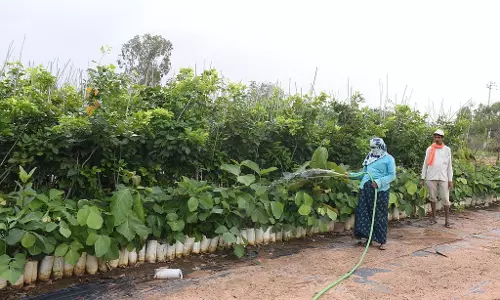 विश्व पर्यावरण दिवस: वन क्षेत्र केवल रिकॉर्ड पर