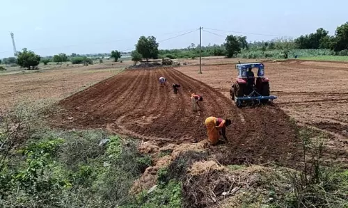 Karnataka : कपास की बुवाई शुरू Karnataka : कपास की बुवाई शुरू