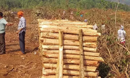 Kerala : जिले में 105 हेक्टेयर बबूल के पेड़ काटे गए Kerala : जिले में 105 हेक्टेयर बबूल के पेड़ काटे गए
