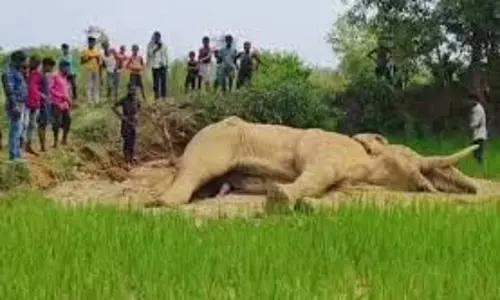Chandil: संदिग्ध परिस्थिति में मिला जंगली हाथी का शव, विभाग में मचा हड़कंप Chandil: संदिग्ध परिस्थिति में मिला जंगली हाथी का शव, विभाग में मचा हड़कंप