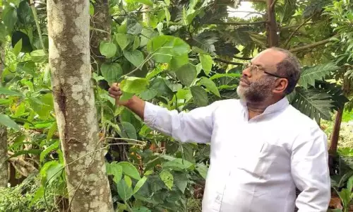 Kerala : पर्यावरण की रक्षा के लिए चार सेंट में मिश्रित खेती Kerala : पर्यावरण की रक्षा के लिए चार सेंट में मिश्रित खेती