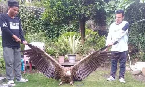 West Kameng में दुर्लभ हिमालयन ग्रिफ़ॉन गिद्ध को बचाया गया West Kameng में दुर्लभ हिमालयन ग्रिफ़ॉन गिद्ध को बचाया गया