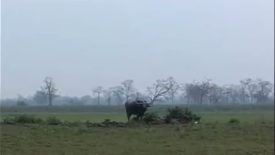 Assam : तेजपुर में दहशत फैलाने वाला जंगली भैंसा पोलो फील्ड के पास मृत पाया गया
