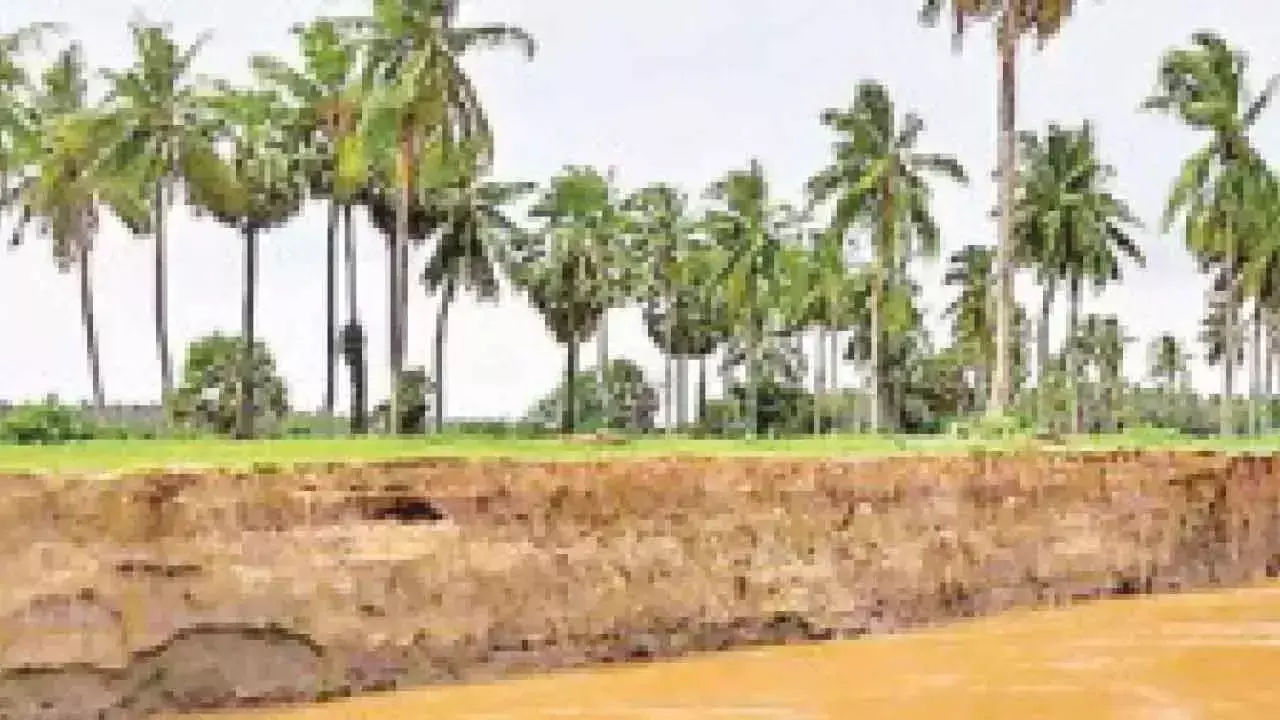 Andhra: कटाव से नारियल के बागान नष्ट हो रहे हैं