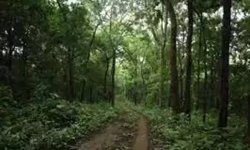 Telangana: मानसून से पहले, रिजर्व वनों पर अतिक्रमण