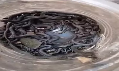 प्लास्टिक के ड्रम में मिले 100 से अधिक जहरीले सांप, VIDEO वायरल