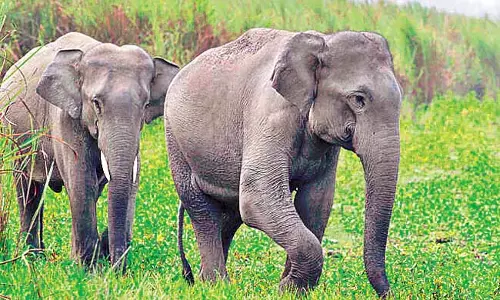 Odisha : 5 महीनों में 58 हाथियों की मौत Odisha : 5 महीनों में 58 हाथियों की मौत