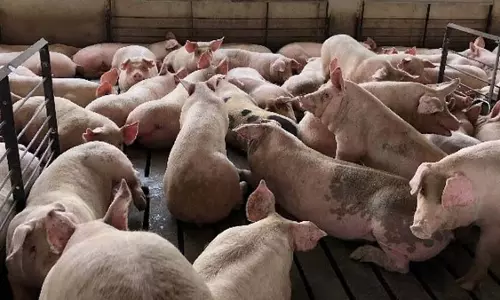 Morigaon  गांव में अफ्रीकी स्वाइन फीवर का प्रकोप घोषित