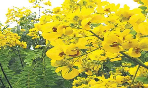 वन्यजीवों से बढ़ते खतरे के बीच Kerala  ने वन बहाली की ओर रुख किया