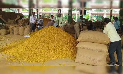 Telangana: बागवानी विश्वविद्यालय ने आर्मूर हल्दी के लिए जीआई अभियान का नेतृत्व किया