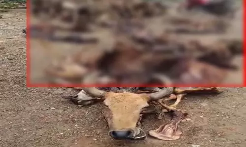 गौवंश तस्करी और खाल कारोबार के काले खेल का बड़ा खुलासा, आरंग क्षेत्र बना इसका अवैध गढ़ गौवंश तस्करी और खाल कारोबार के काले खेल का बड़ा खुलासा, आरंग क्षेत्र बना इसका अवैध गढ़
