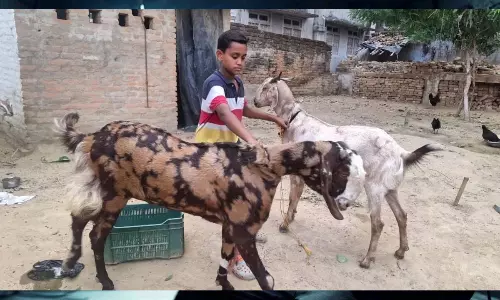 Bakrid पर बिके सलमान और आमीर, कुर्बानी का मांस तीन हिस्सों में बंटेगा Bakrid पर बिके सलमान और आमीर, कुर्बानी का मांस तीन हिस्सों में बंटेगा