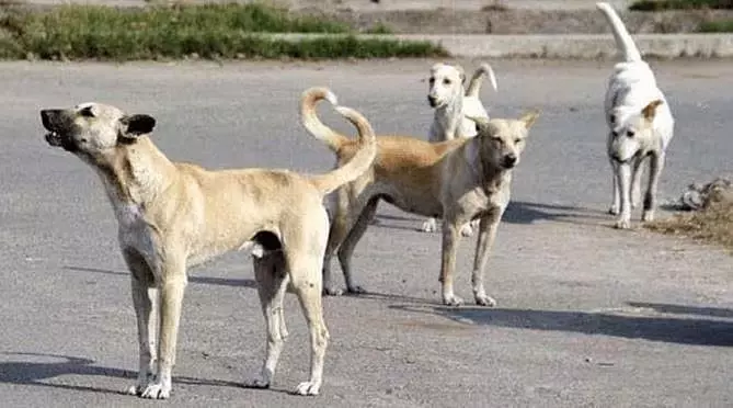 MP : बड़वानी गांव में जानवरों के हमलों का सिलसिला जारी MP : बड़वानी गांव में जानवरों के हमलों का सिलसिला जारी