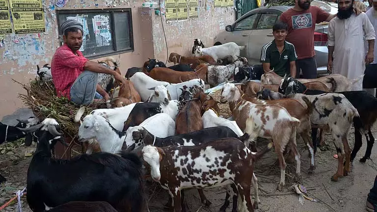 ईद से पहले जामा मस्जिद की बकरा मंडी में उत्सव का उत्साह ईद से पहले जामा मस्जिद की बकरा मंडी में उत्सव का उत्साह