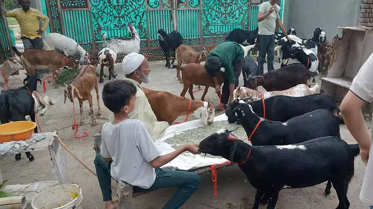 पशुओं के अवैध वध के खिलाफ परामर्श जारी पशुओं के अवैध वध के खिलाफ परामर्श जारी