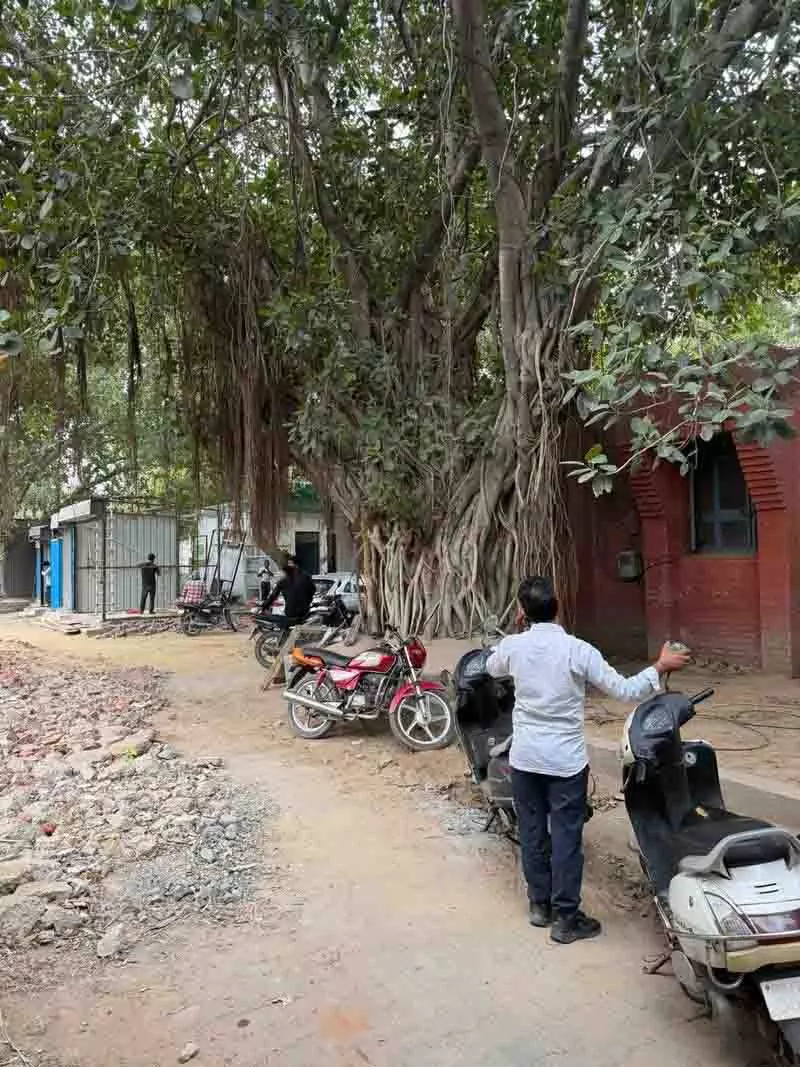 Punjab: समाना में तहसील कार्यालय परियोजना के लिए विरासती बरगद के पेड़ों को काटा गया Punjab: समाना में तहसील कार्यालय परियोजना के लिए विरासती बरगद के पेड़ों को काटा गया