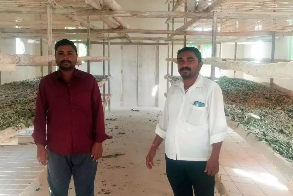 Gajendragarh : होसामानी परिवार को रेशम उत्पादन में सफलता मिली Gajendragarh : होसामानी परिवार को रेशम उत्पादन में सफलता मिली
