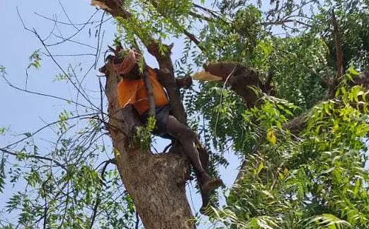 नीम पेड़ की कटाई के दौरान बुजुर्ग की मौत, करंट की चपेट में आया नीम पेड़ की कटाई के दौरान बुजुर्ग की मौत, करंट की चपेट में आया