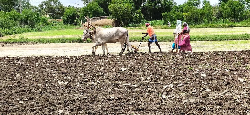 हगरीबोम्मनहल्ली अच्छी बारिश: किसान बुवाई के लिए तैयार हगरीबोम्मनहल्ली अच्छी बारिश: किसान बुवाई के लिए तैयार