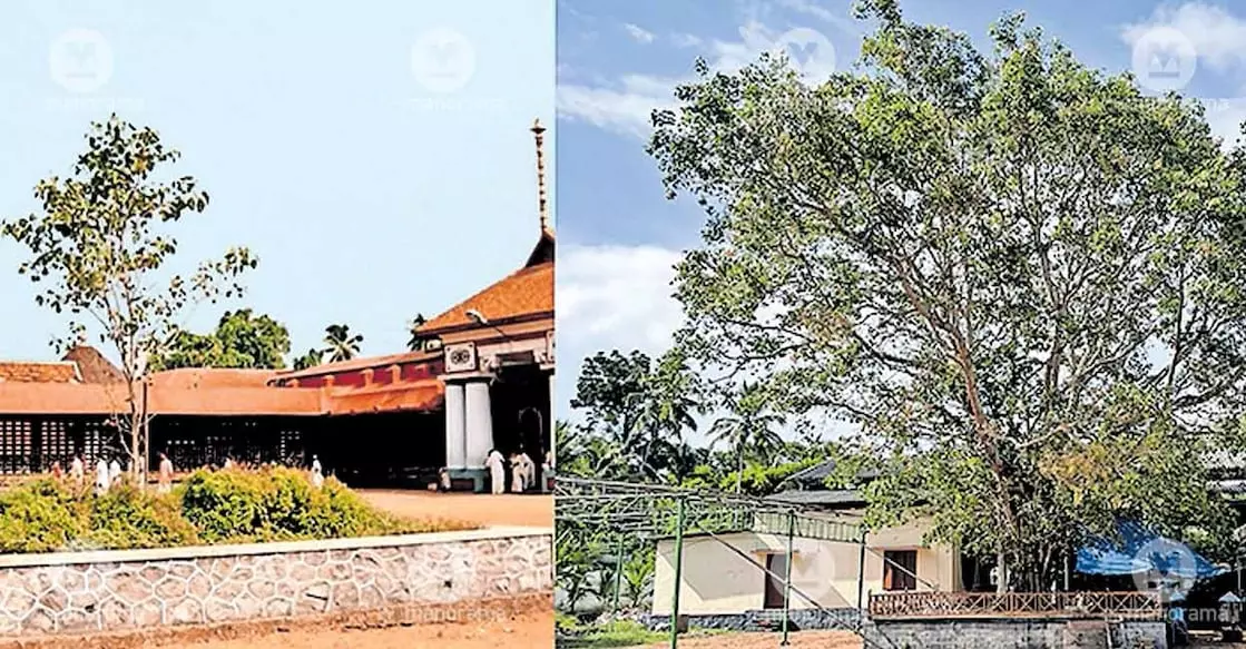 Kerala के व्यक्ति ने पीपल के पेड़ की 21 वर्षों की यात्रा का दस्तावेजीकरण किया Kerala के व्यक्ति ने पीपल के पेड़ की 21 वर्षों की यात्रा का दस्तावेजीकरण किया