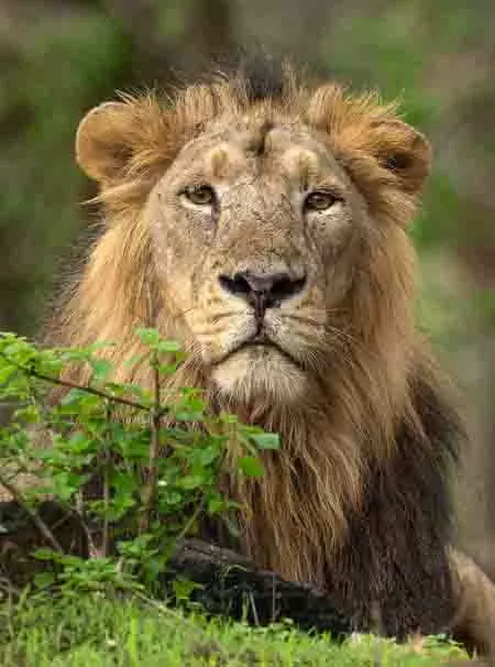Gir के संरक्षित क्षेत्र में घुसपैठ के लिए पांच पर जुर्माना Gir के संरक्षित क्षेत्र में घुसपैठ के लिए पांच पर जुर्माना